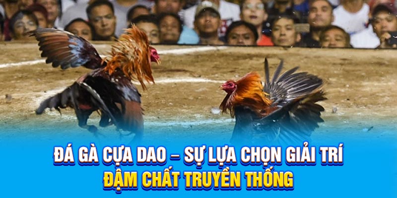 Đá Gà Cựa Dao – Sự Lựa Chọn Giải Trí Đậm Chất Truyền Thống